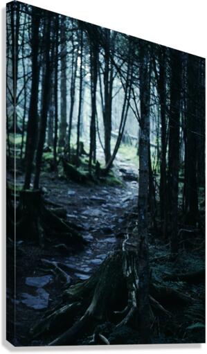 Secluded Path Canvas Print