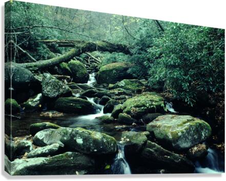 Serene Stream Canvas Print