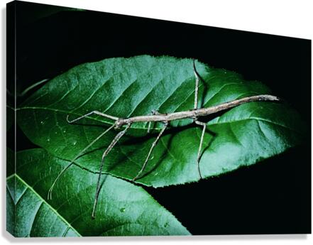 Walking Stick Canvas Print