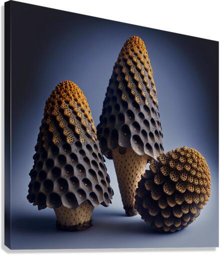  Questionable Morels  Canvas Print