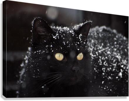 Black cat  Canvas Print