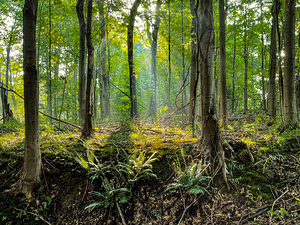 Baldwin Woods