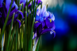 Spring Colour