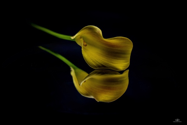 Lily Print