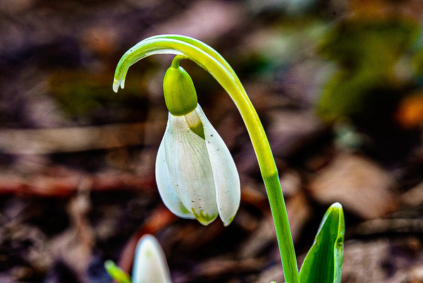 Snowdrop Print