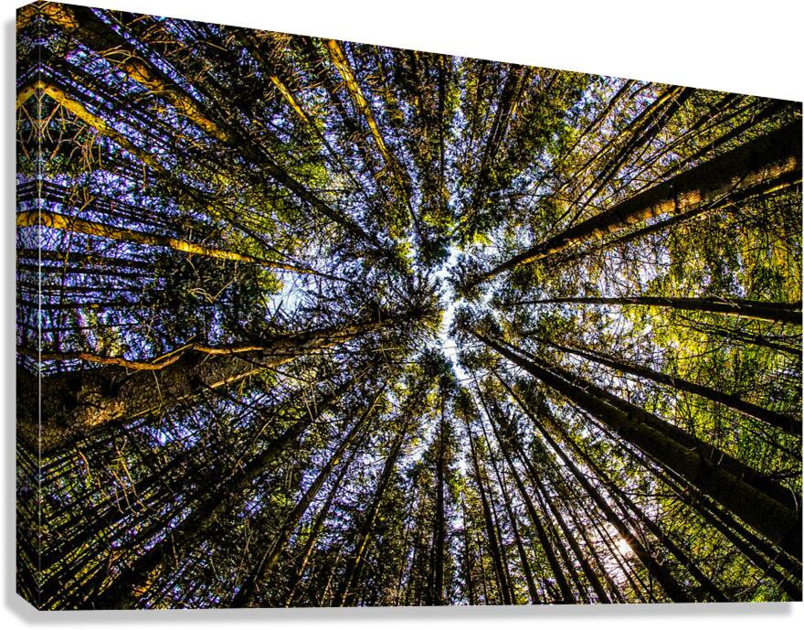 Tree Farm Canvas Print