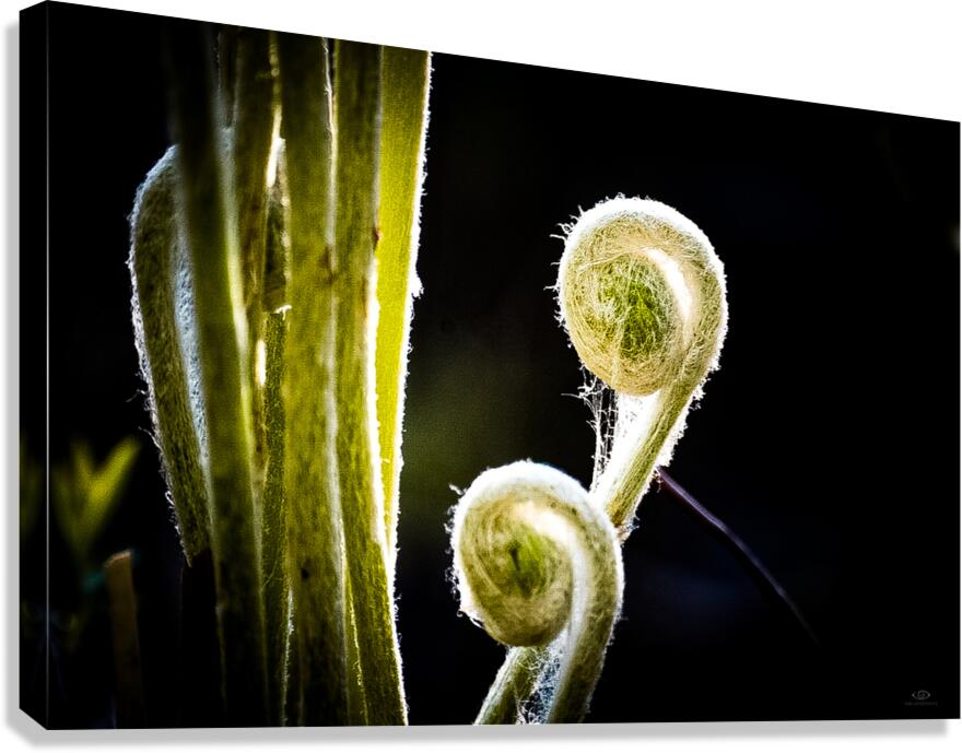 Emerging Canvas Print