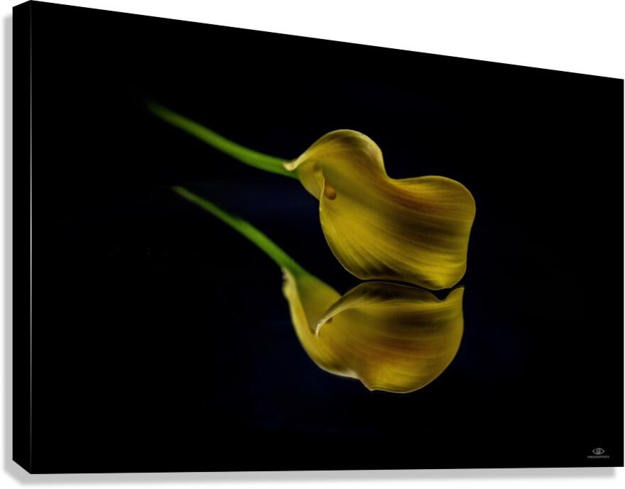 Lily Canvas Print