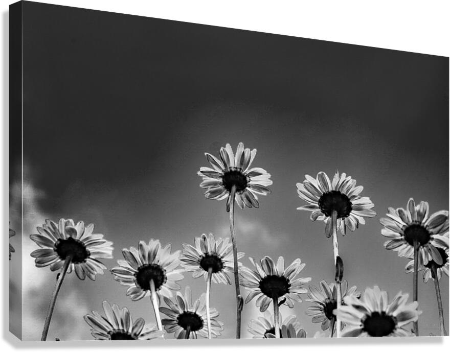 Looking Up Canvas Print