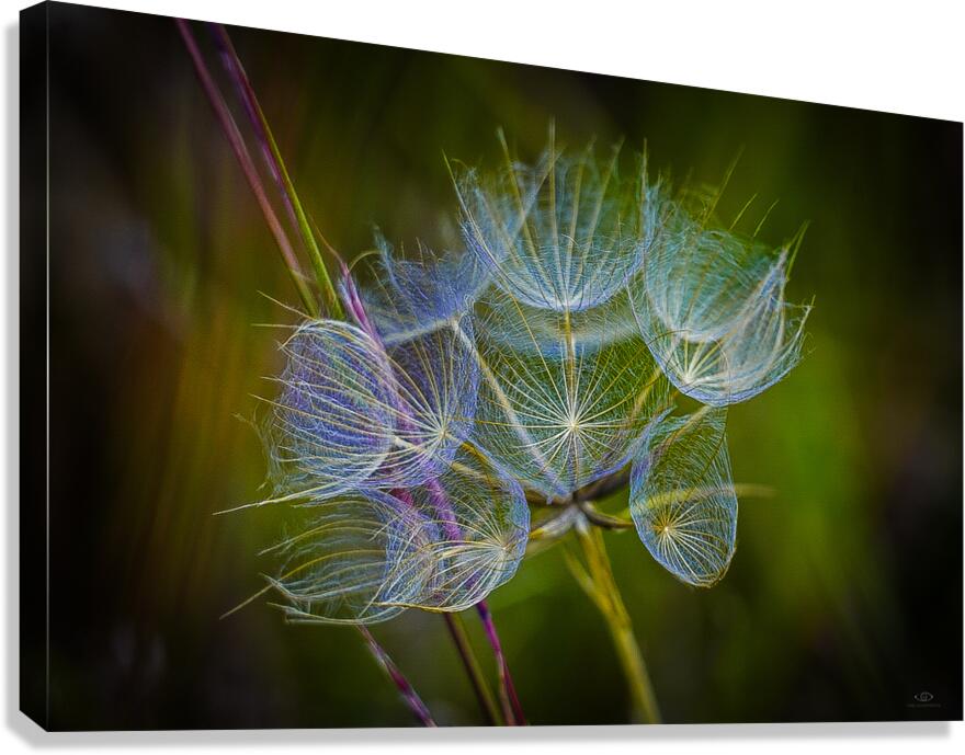 Goats Beard  Canvas Print