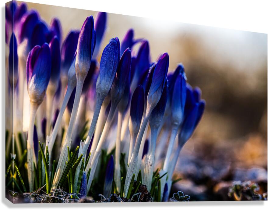 Crocuses Canvas Print
