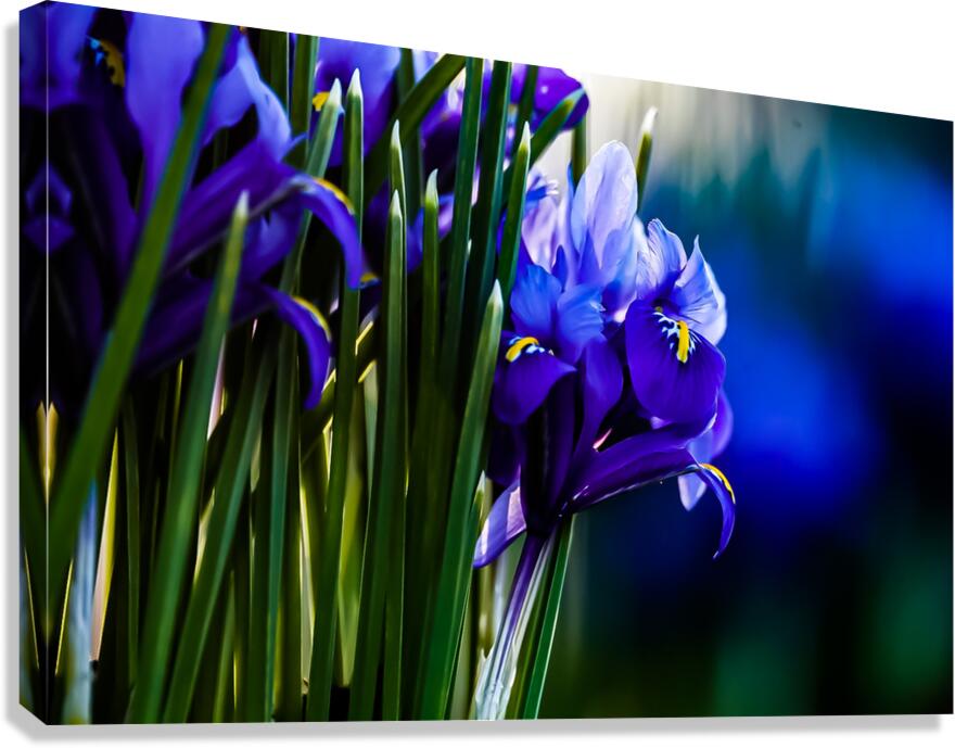 Spring Colour Canvas Print