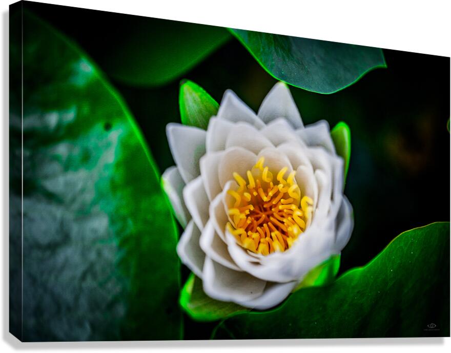 Lotus Canvas Print
