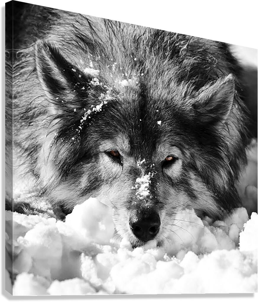 KODA Canvas Print