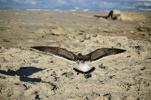 Seagull about to land at the beach