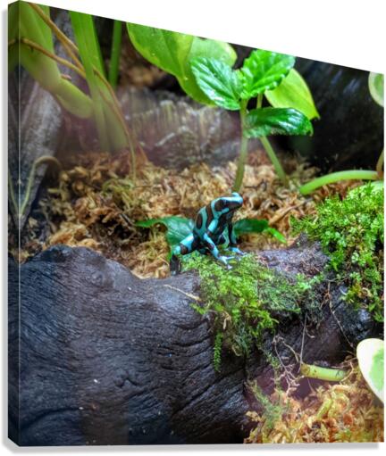 Blue frog Canvas Print