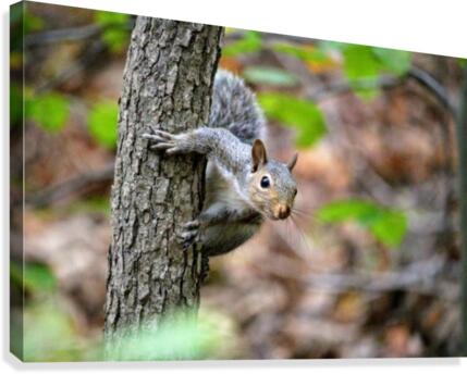 Squirrel on a tree Canvas Print