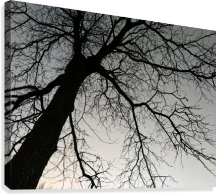 Free limbs Canvas Print