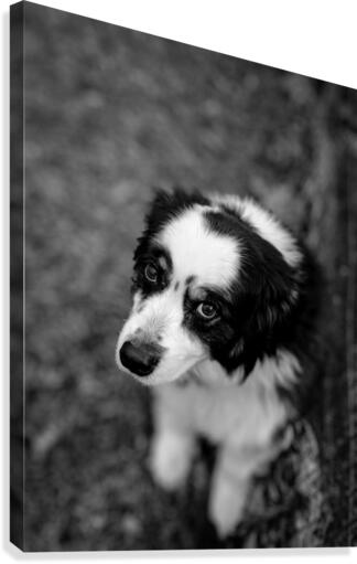 Dog looking up Canvas Print