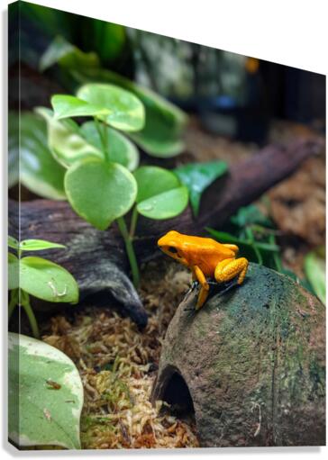 Orange frog Canvas Print