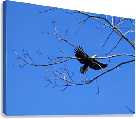 Bald eagle flying by Canvas Print
