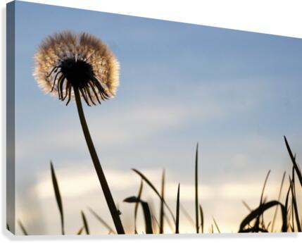 Dandelion Canvas Print
