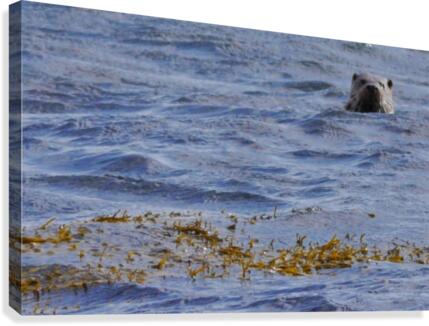 Watching Otter Canvas Print