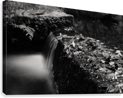 Still...ish Canvas Print