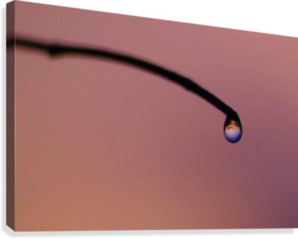 Lone drop Canvas Print