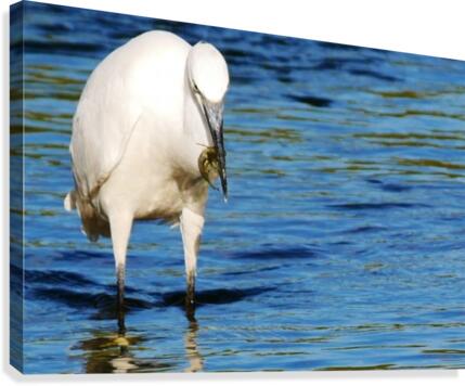 Easy pickings Canvas Print