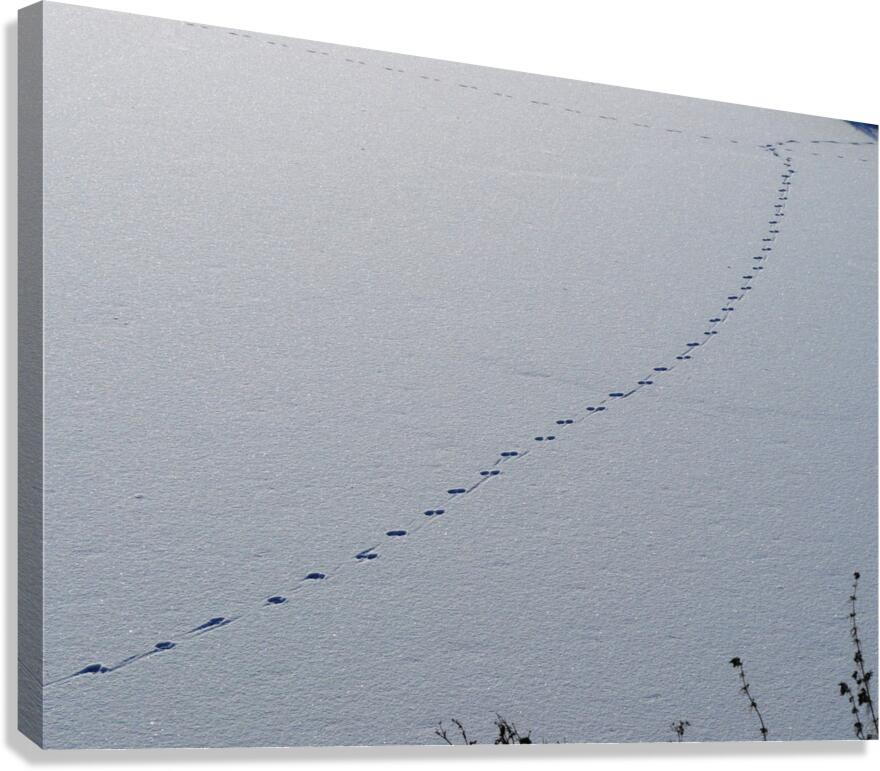 Tracks Canvas Print