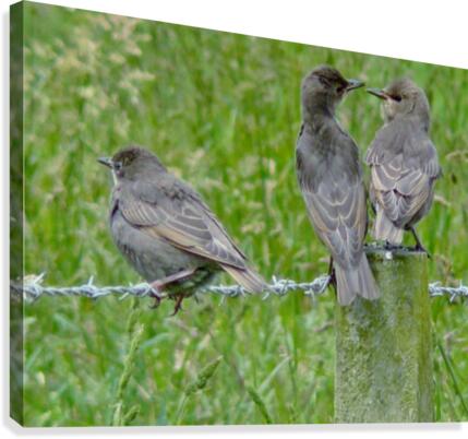 Threes a crowd Canvas Print