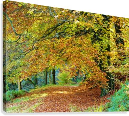 Autumnal path Canvas Print