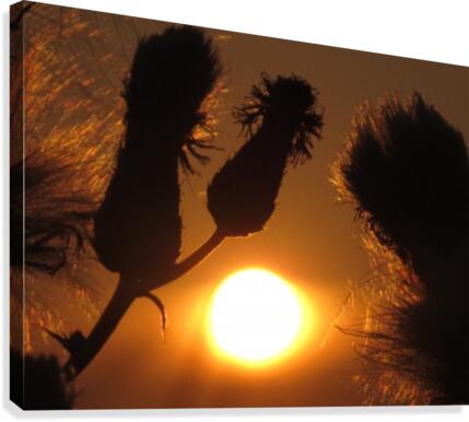 Weed sunset Canvas Print