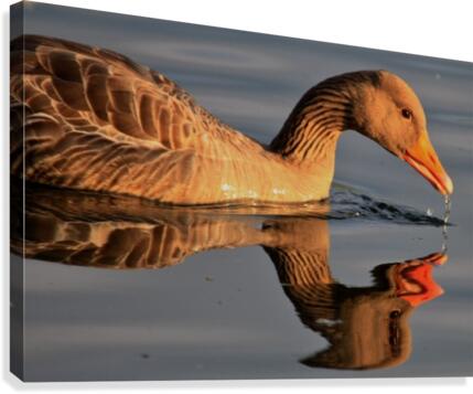 Duck reflection Canvas Print