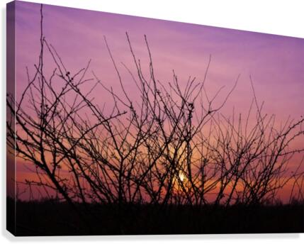 Winter sunset twigs Canvas Print