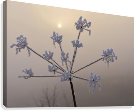 Foggy weed Canvas Print