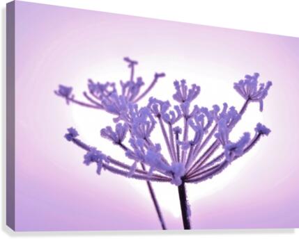 Pink tint Canvas Print