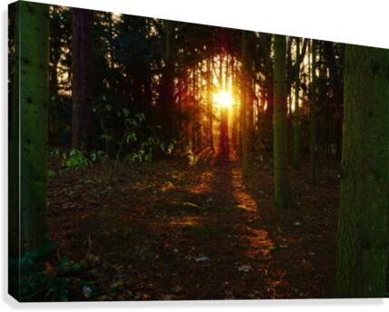 Last tree light Canvas Print