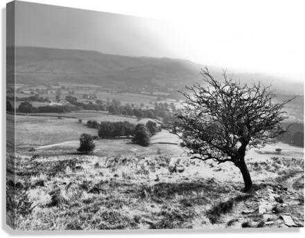 Last tree Canvas Print