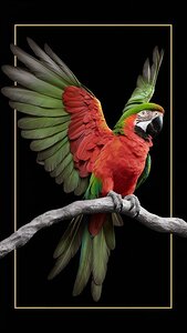 Parrot of Colors: A Journey into the World of Beauty