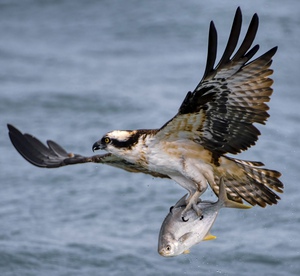 Osprey & Pompano