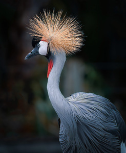 AfricanCrowned  Crane