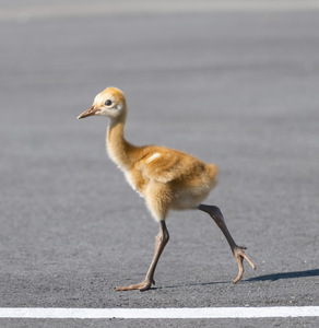 Baby Sandhill Crane Colts