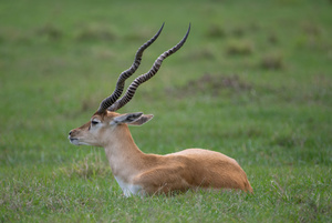  ANTILOPE