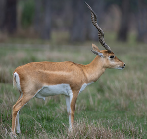  ANTILOPE