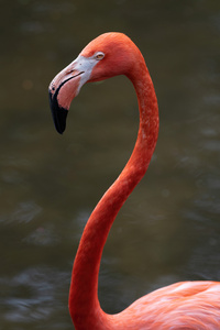 Pink Flamingo