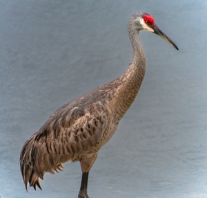   Sandhill Crane 