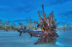 Driftwood Beach