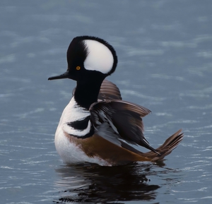 Hooded Merganser 